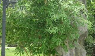 能在盆里栽的竹子分哪几种